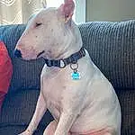 Dog, Carnivore, Dog breed, Collar, Fawn, Companion dog, Snout, Dog Collar, Dog Supply, Working Animal, Sighthound, Comfort, Mexican Hairless Dog, Canidae, Bull And Terrier, Non-sporting Group, Ancient Dog Breeds, Giant Dog Breed