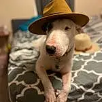 Head, Dog, Eyes, Carnivore, Dog breed, Working Animal, Ear, Whiskers, Fedora, Companion dog, Fawn, Hat, Comfort, Sun Hat, Snout, Cowboy Hat, Dog Supply, Linens, Furry friends