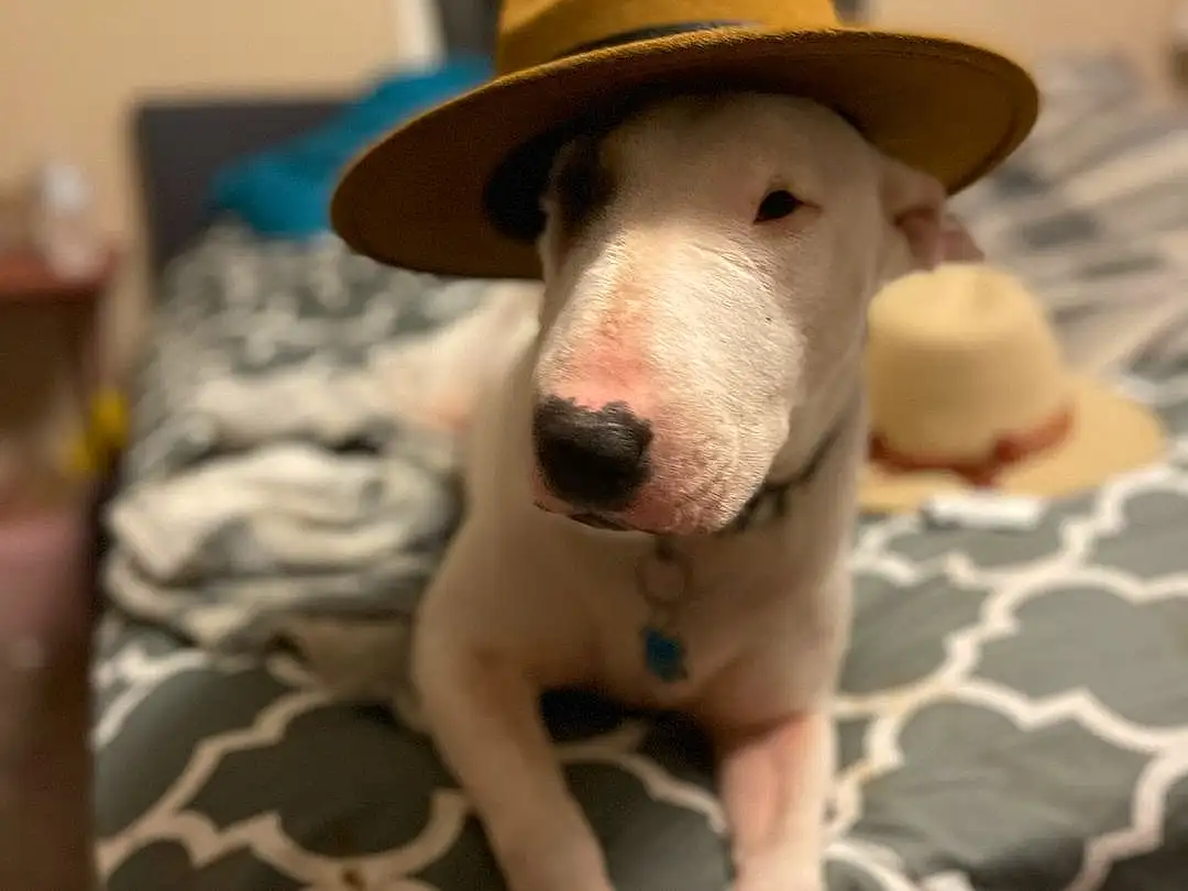 Head, Dog, Eyes, Carnivore, Dog breed, Working Animal, Ear, Whiskers, Fedora, Companion dog, Fawn, Hat, Comfort, Sun Hat, Snout, Cowboy Hat, Dog Supply, Linens, Furry friends