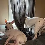 Dog, Bull Terrier, Leg, Comfort, Dog breed, Carnivore, Curtain, Companion dog, Fawn, Couch, Bull And Terrier, English White Terrier, Snout, Whiskers, Working Animal, Toy Dog, Linens, Tail, Canidae