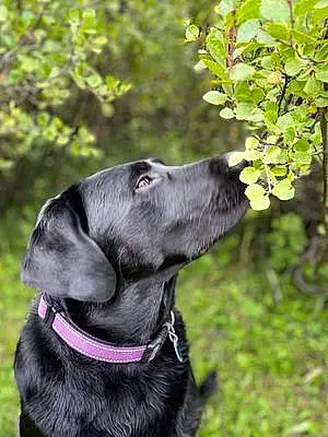 Name Labrador Retriever Dog Artemis