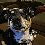 Dog, Working Animal, Carnivore, Ear, Collar, Dog breed, Fawn, Companion dog, Whiskers, Snout, Furry friends, Toy Dog, Guard Dog, Working Dog, Couch, Terrestrial Animal, Texas Heeler, Canidae, Non-sporting Group, Paw
