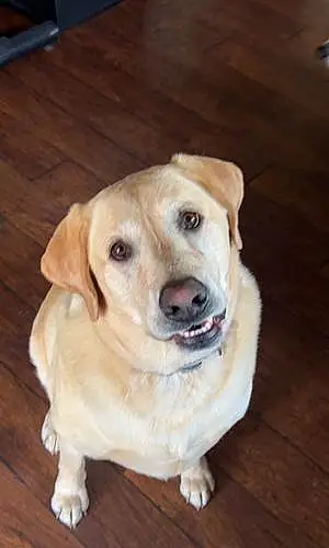 Name Labrador Retriever Dog Scout