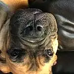 Dog, Carnivore, Ear, Dog breed, Whiskers, Iris, Companion dog, Fawn, Working Animal, Toy Dog, Snout, Close-up, Paw, Furry friends, Canidae, Terrestrial Animal, Puppy love, Wrinkle