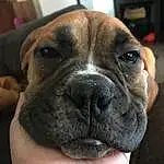 Dog, Dog breed, Carnivore, Companion dog, Fawn, Whiskers, Working Animal, Snout, Bored, Wrinkle, Canidae, Working Dog, Boxer, Non-sporting Group, Molosser