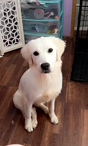 Golden Retriever Dog Elsa Mae