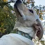 Dog, Working Animal, Collar, Carnivore, Sky, Dog breed, Tree, Fawn, Companion dog, Dog Collar, Pet Supply, Whiskers, Rampur Greyhound, Leash, Terrestrial Animal, Canidae, Tail, Sighthound, Plant