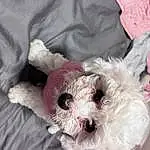 Dog, Carnivore, Dog breed, Dog Supply, Dog Clothes, Pink, Companion dog, Fawn, Toy, Toy Dog, Snout, Small Terrier, Terrier, Teddy Bear, Working Animal, Stuffed Toy, Labradoodle, Furry friends, Shih-poo
