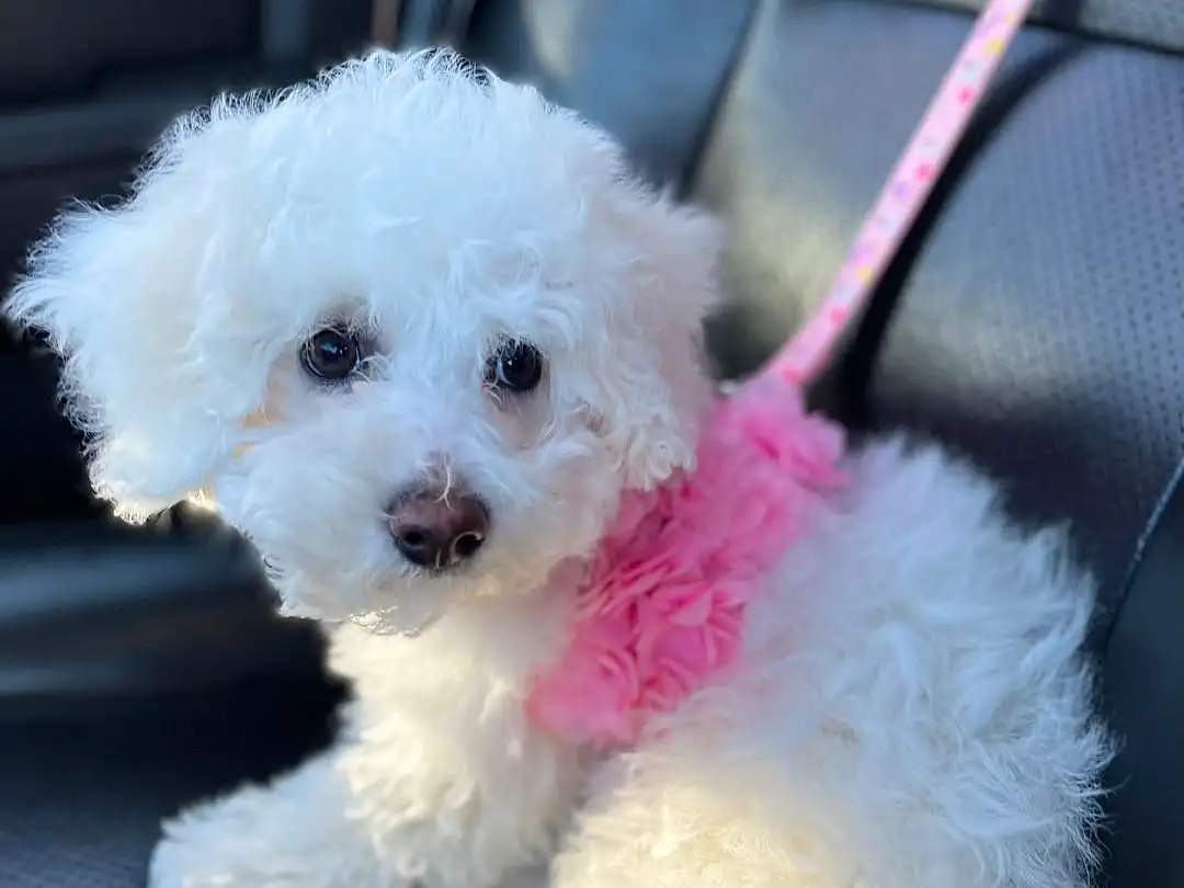 Dog, Dog breed, Carnivore, Pink, Companion dog, Toy Dog, Water Dog, Poodle, Snout, Magenta, Plant, Shih-poo, Poodle Crossbreed, Canidae, Bichon, Puppy love, Labradoodle, Furry friends, Yorkipoo