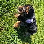 Dog, Dog breed, Carnivore, Plant, Grass, Companion dog, Fawn, Groundcover, Terrestrial Animal, Snout, Tail, Lawn, Terrier, Toy, Canidae, Toy Dog, Welsh Terrier, Furry friends, Small Terrier