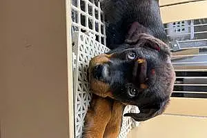 Name Rottweiler Dog Goliath