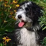Dog, Plant, Flower, Carnivore, Water Dog, Grass, Companion dog, Dog breed, Working Animal, Snout, Canidae, Sunflower, Terrestrial Animal, Working Dog, Liver, Annual Plant, Non-sporting Group