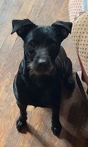 Patterdale Terrier Dog Ted