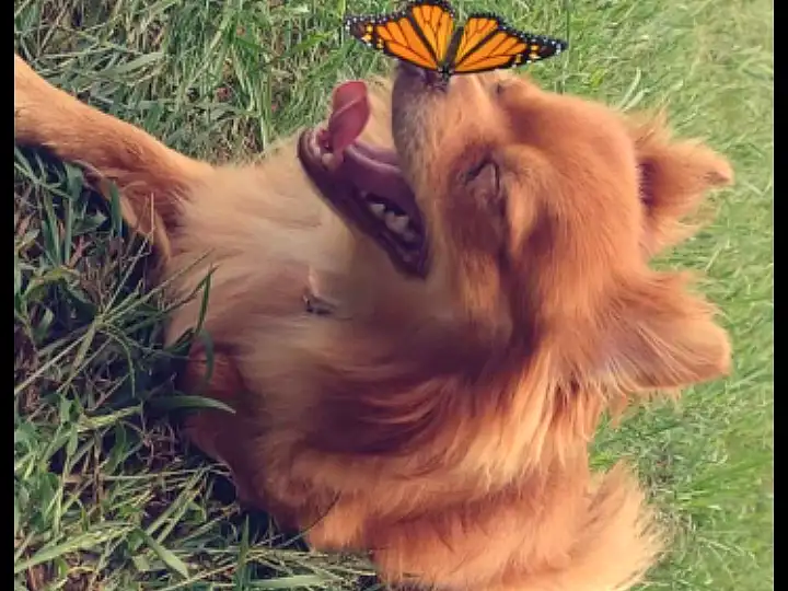 Dog, Pollinator, Insect, Butterfly, Arthropod, Carnivore, Dog breed, Liver, Moths And Butterflies, Fawn, Grass, Companion dog, Tints And Shades, Snout, Canidae, Terrestrial Animal, Furry friends, Whiskers