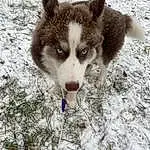Dog, Carnivore, Dog breed, Snow, Whiskers, Terrestrial Animal, Wolf, Snout, Sled Dog, Plant, Canidae, Furry friends, Siberian Husky, Canis, Working Animal, Working Dog, Winter