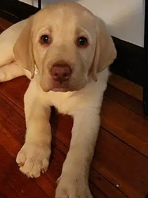 Name Labrador Retriever Dog Maisie