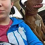Head, Dog, Mouth, Blue, Dog breed, Carnivore, Jaw, Liver, Fawn, Seat Belt, Fun, Companion dog, Snout, Vehicle Door, Electric Blue, Wrinkle, Air Travel, Head Restraint, Canidae