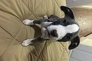 Pitt Bull Terrier Dog Sacorra
