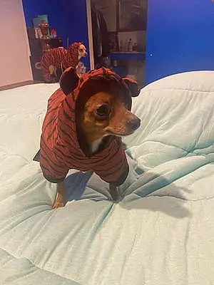 Chihuahua Dog Angel