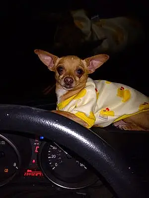 Name Chihuahua Dog Polo