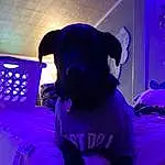 Purple, Light, Violet, Carnivore, Magenta, Entertainment, Electric Blue, Snout, Event, Companion dog, T-shirt, Linens, Personal Protective Equipment, Cap, Hat, Furry friends, Toy Dog, Dog breed, Teddy Bear, Visual Effect Lighting
