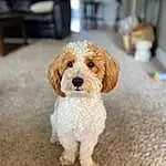 Dog, Dog breed, Carnivore, Fawn, Companion dog, Toy Dog, Poodle, Snout, Water Dog, Terrier, Dog Supply, Pet Supply, Chair, Working Animal, Dog Clothes, Furry friends, Labradoodle, Small Terrier