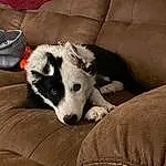 Dog, Couch, Comfort, Carnivore, Dog breed, Companion dog, Luggage And Bags, Working Animal, Bag, Carmine, Terrestrial Animal, Furry friends, Whiskers, Herding Dog, Working Dog, Living Room, Non-sporting Group