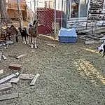 Dog, Carnivore, Dog breed, Working Animal, Fawn, Window, Building, Wood, Fence, Canidae, Collar, Companion dog, Street, Tail, Soil, Pack Animal, Road Surface
