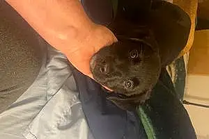 Name Labrador Retriever Dog Ariel