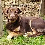 Dog, Dog breed, Carnivore, Liver, Plant, Fawn, Companion dog, Fence, Grass, Snout, Working Animal, Terrestrial Animal, Whiskers, Gun Dog, Hunting Dog