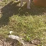 Dog, Plant, Dog breed, Carnivore, Grass, Fawn, Working Animal, Companion dog, Groundcover, People In Nature, Tail, Grassland, Terrestrial Animal, Soil, Livestock, Canidae, Pasture, Field