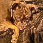 Dog, Liver, Comfort, Carnivore, Fawn, Working Animal, Dog breed, Companion dog, Wrinkle, Ori-pei, Canidae, Molosser, Nap, Wood, Terrestrial Animal, Guard Dog, Dogue De Bordeaux, Art, Whiskers
