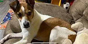 Name Jack Russell Dog Captain