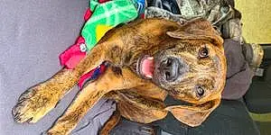 Name Pitt Bull Terrier Dog Tigger