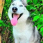 Dog, Plant, Carnivore, Jaw, Fawn, Dog breed, Companion dog, Whiskers, Snout, Grass, Terrestrial Plant, Working Animal, Fang, Kintamani, Spitz, Kuvasz, Canis, Tree, Livestock Guardian Dog