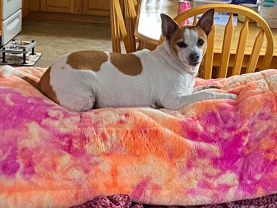 Dog, Dog Supply, Comfort, Dog breed, Carnivore, Pink, Fawn, Companion dog, Cabinetry, Couch, Toy Dog, Snout, Magenta, Working Animal, Wood, Linens, Small Terrier, Terrier