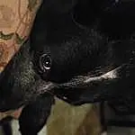 Dog, Eyes, Dog breed, Carnivore, Working Animal, Whiskers, Snout, Ear, Terrestrial Animal, Canidae, Furry friends, Borador, Pet Supply, Darkness, Non-sporting Group