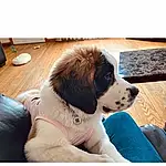 Dog, Dog breed, Carnivore, Companion dog, Screenshot, Happy, Dog Supply, Furry friends, Leisure, Photo Caption, Advertising, Canidae, Sitting, Dog Collar, Chair, Puppy, Working Dog, Photography