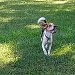 Dog, Dog breed, Carnivore, Plant, Companion dog, Fawn, Grass, Collar, Tail, Canidae, Dog Collar, Groundcover, Working Animal, Leash, Sighthound, Dog Walking, Working Dog, Toy Dog, Non-sporting Group