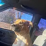 Dog, Car, Land Vehicle, Window, Vroom Vroom, Dog breed, Hood, Vehicle, Automotive Mirror, Carnivore, Automotive Lighting, Mode Of Transport, Automotive Exterior, Vehicle Door, Automotive Design, Companion dog, Fawn, Car Seat, Car Seat Cover, Rear-view Mirror