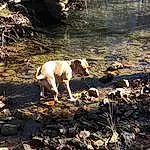 Dog, Carnivore, Water, Wood, Fawn, Working Animal, Dog breed, Plant, People In Nature, Grass, Soil, Forest, Rock, Canidae, Woodland, Companion dog, Recreation, Adventure