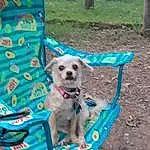Dog, Plant, Dog Supply, Carnivore, Dog breed, Tree, Pet Supply, Fawn, Companion dog, Outdoor Furniture, Leisure, Dog Clothes, Grass, Recreation, Electric Blue, Working Animal, Chair, Toy Dog, Fashion Accessory