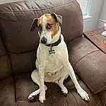 Furniture, Dog, Couch, Comfort, Collar, Dog breed, Dog Supply, Pet Supply, Carnivore, Fawn, Chair, Companion dog, Dog Collar, Door, Studio Couch, Snout, Working Animal, Canidae, Window