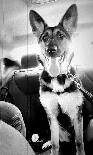 Black & White German Shepherd Dog Dasiy