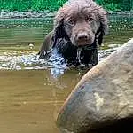 Water, Dog, Dog breed, Carnivore, Working Animal, Liver, Watercourse, Companion dog, Gun Dog, Lake, Spaniel, Plant, Snout, Canidae, Retriever, Boats And Boating--equipment And Supplies, Standard Poodle, Terrestrial Animal, Labradoodle