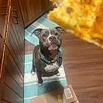 Dog, Carnivore, Food, Pizza, Wood, Dog breed, Ingredient, Recipe, Companion dog, Pizza Cheese, Hardwood, Comfort Food, Event, Finger Food, Produce, Furry friends, Fast Food, Room, Felidae