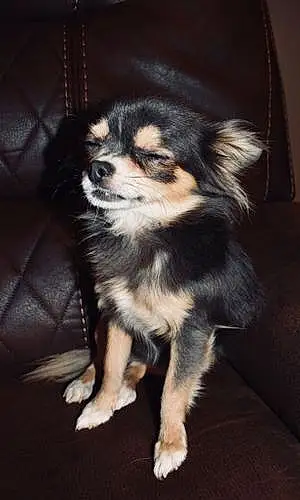 Name Chihuahua Dog Piper