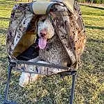 Plant, Tree, Vroom Vroom, Wood, Grass, Camping, Working Animal, Tent, Recreation, Landscape, Soil, Folding Chair, Automotive Exterior, Canidae, Military Camouflage, Chair, Beak, Grassland