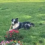 Flower, Dog, Plant, Carnivore, Dog breed, Grass, Companion dog, Groundcover, Grassland, Border Collie, Meadow, Lawn, Herding Dog, Working Animal, Petal, Canidae, Tail, Working Dog