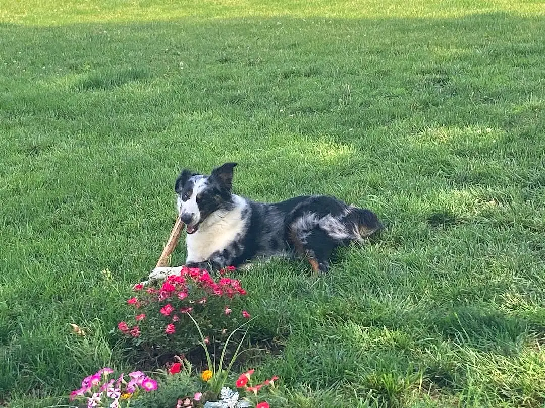 Flower, Dog, Plant, Carnivore, Dog breed, Grass, Companion dog, Groundcover, Grassland, Border Collie, Meadow, Lawn, Herding Dog, Working Animal, Petal, Canidae, Tail, Working Dog